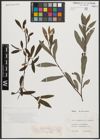 Foto von Salix appendiculata Vill. x Salix purpurea L.
